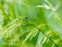 Fledermaus Azurjungfer Männchen